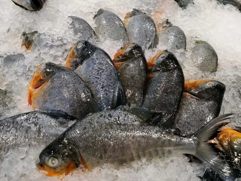 7 Jenis Ikan Air Tawar Populer untuk Dikonsumsi dan Dibudidayakan