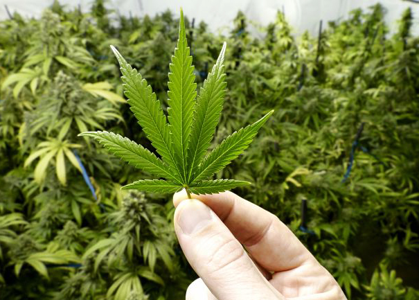 manfaat daun marijuana